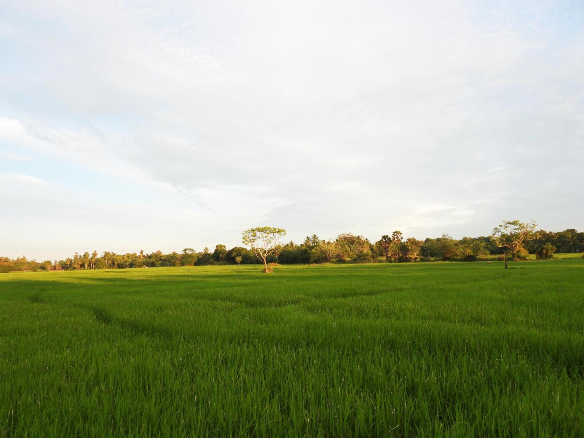 Green Sapphire Holiday Resort Wilpaththu Wilpattu Exterior foto