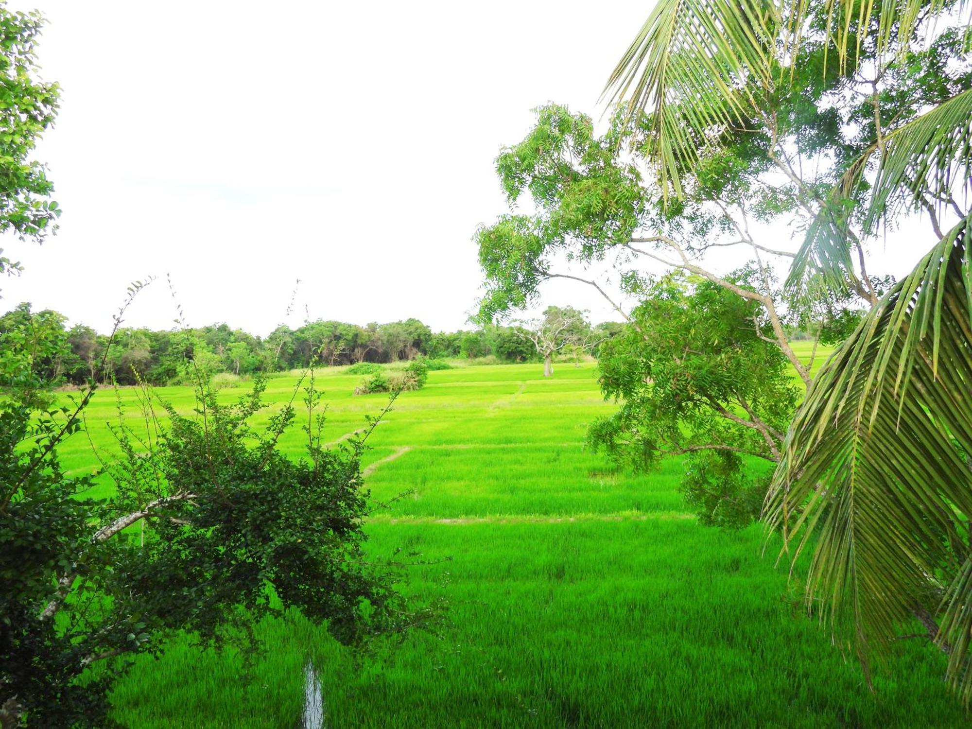 Green Sapphire Holiday Resort Wilpaththu Wilpattu Exterior foto